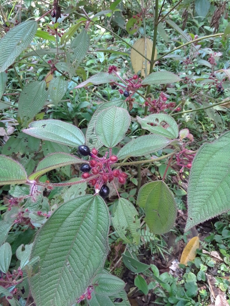 Miconia petiolaris