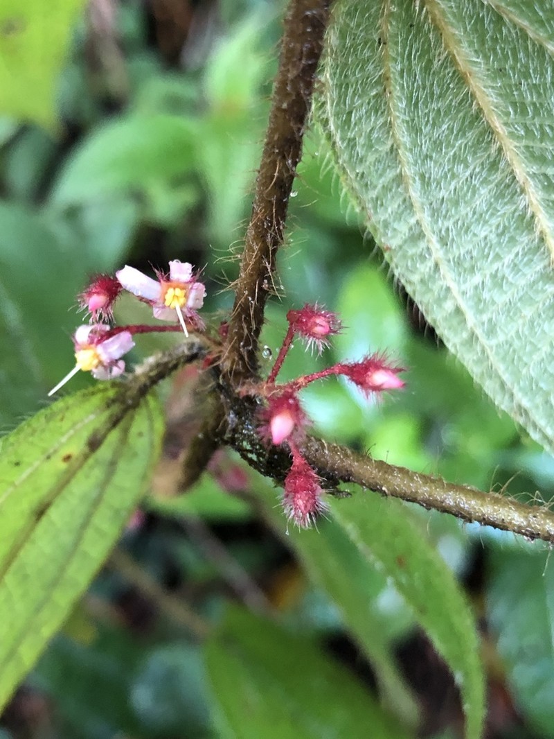 Miconia petiolaris photo 2