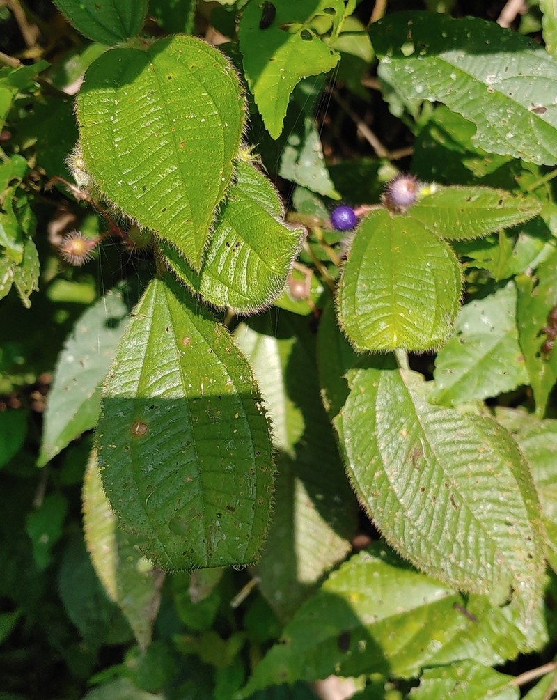 Miconia petiolaris photo 3