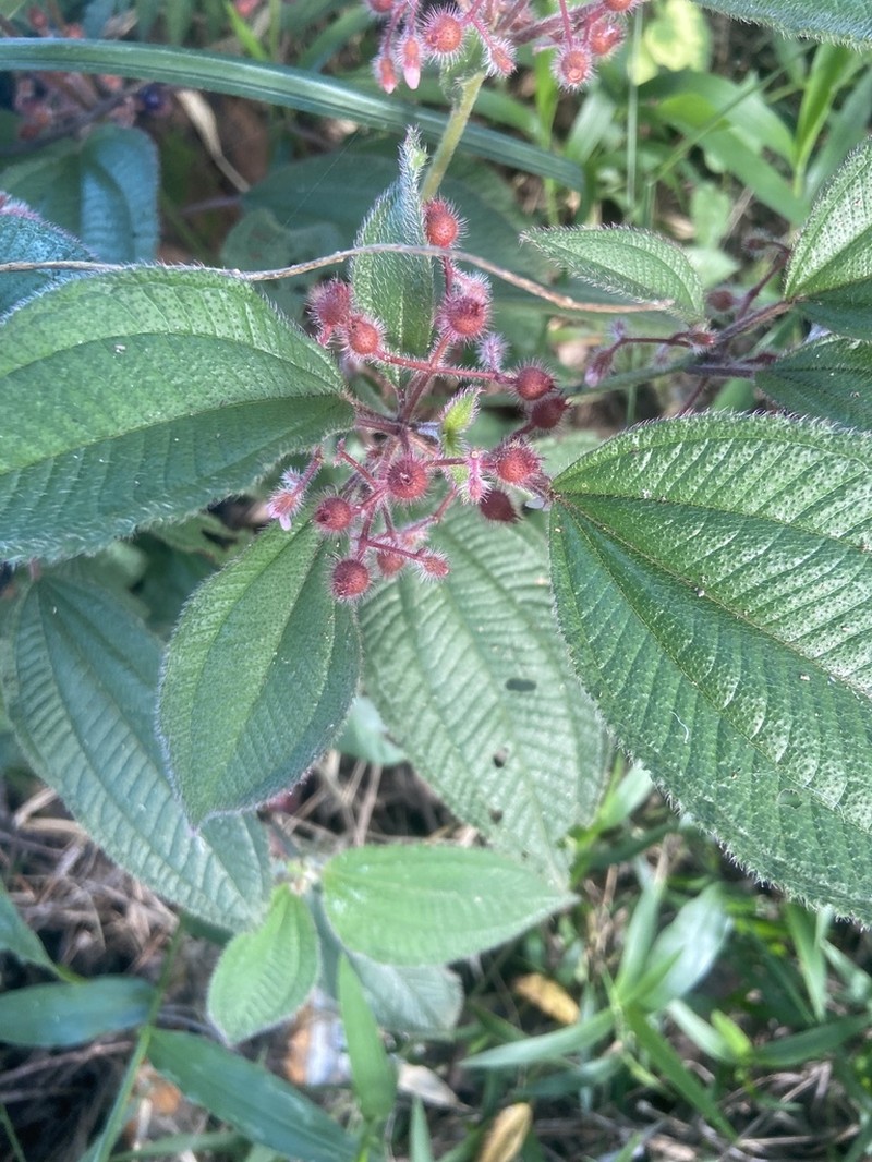 Miconia petiolaris photo 4
