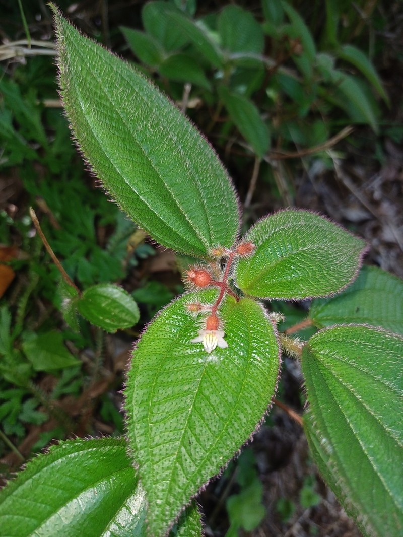 Miconia petiolaris photo 5