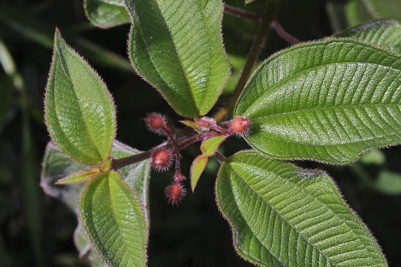 Miconia petiolaris photo 6
