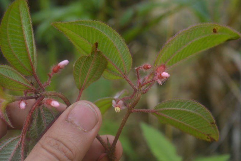 Miconia petiolaris photo 7