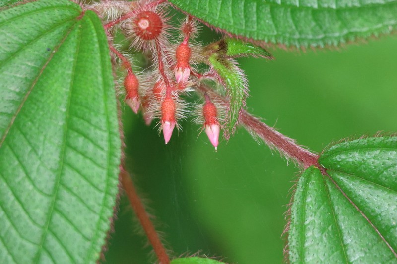 Miconia petiolaris photo 8