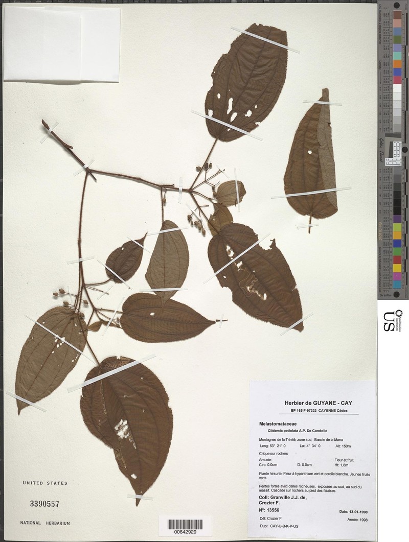 Miconia petiolata
