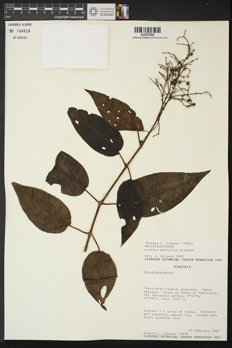 Miconia phelpsiae