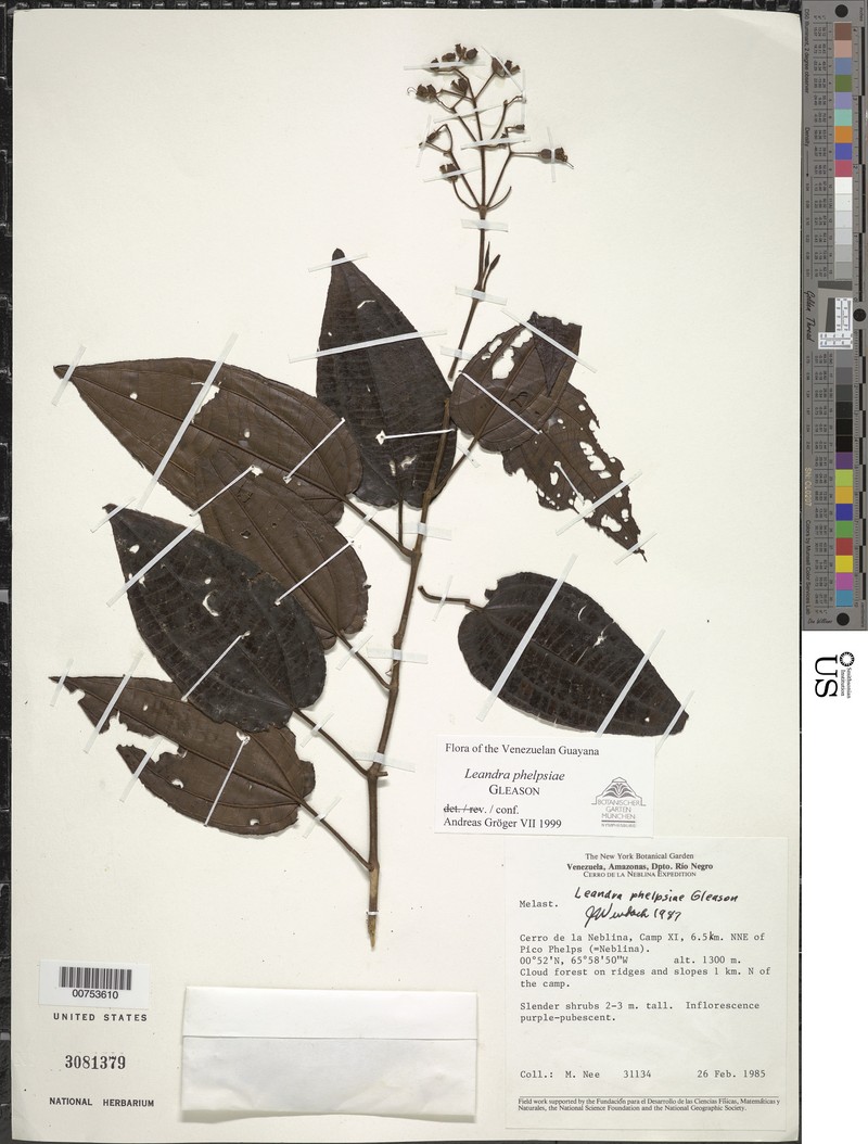 Miconia phelpsiae photo 2