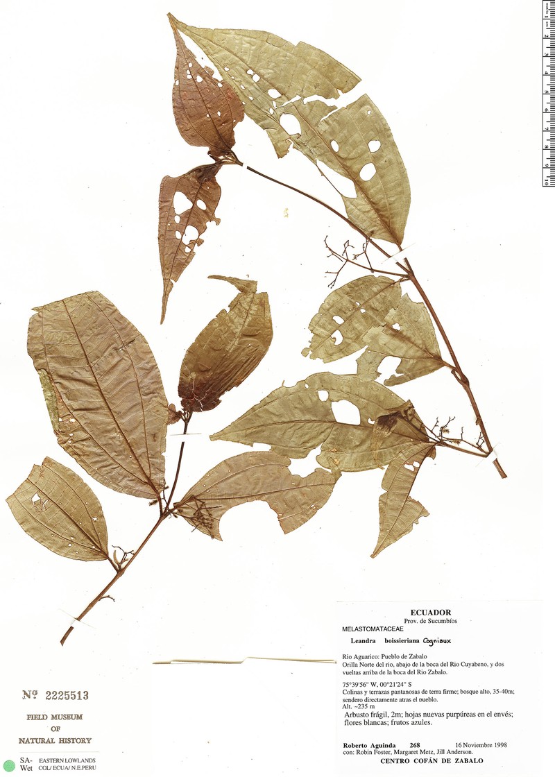 Miconia pierreboissieriana