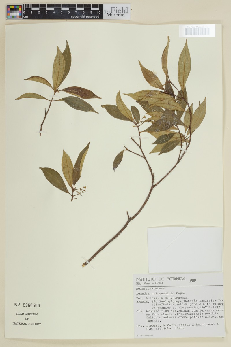 Miconia pilonensis