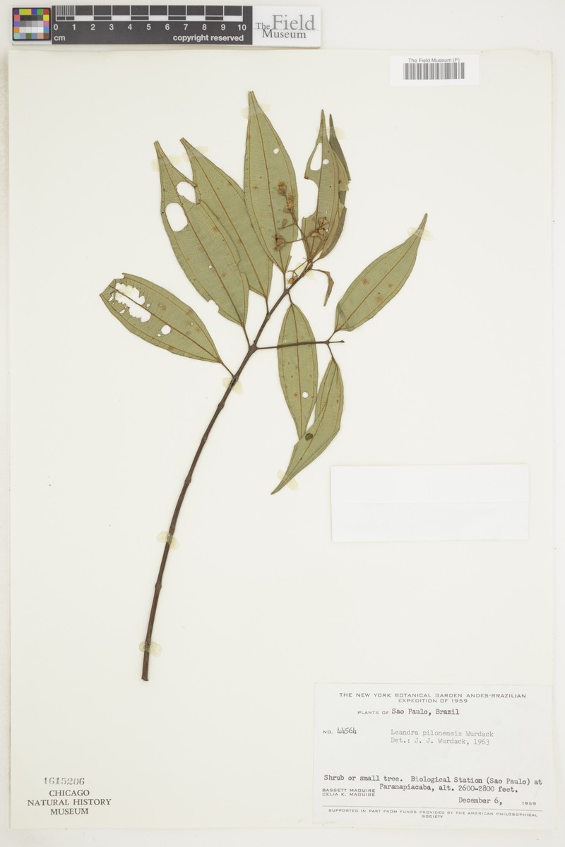 Miconia pilonensis photo 2