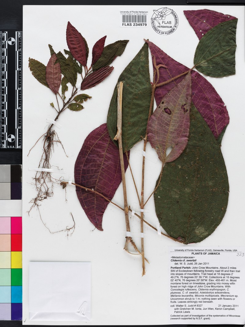Miconia pilosa