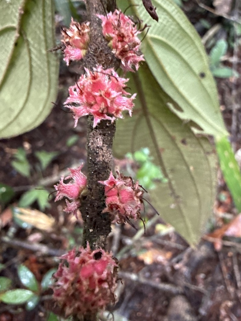 Miconia piperilamina