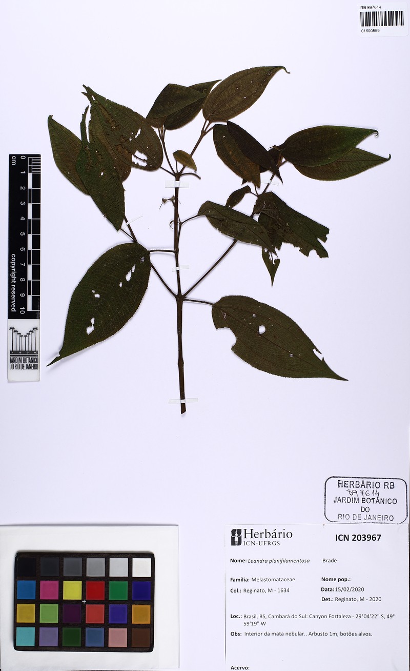 Miconia planifilamentosa