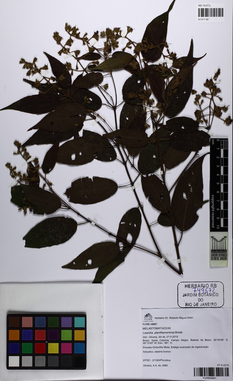 Miconia planifilamentosa photo 2