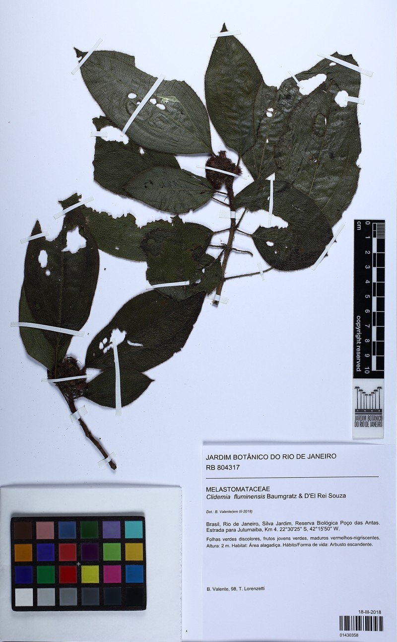 Miconia pleiofluminensis