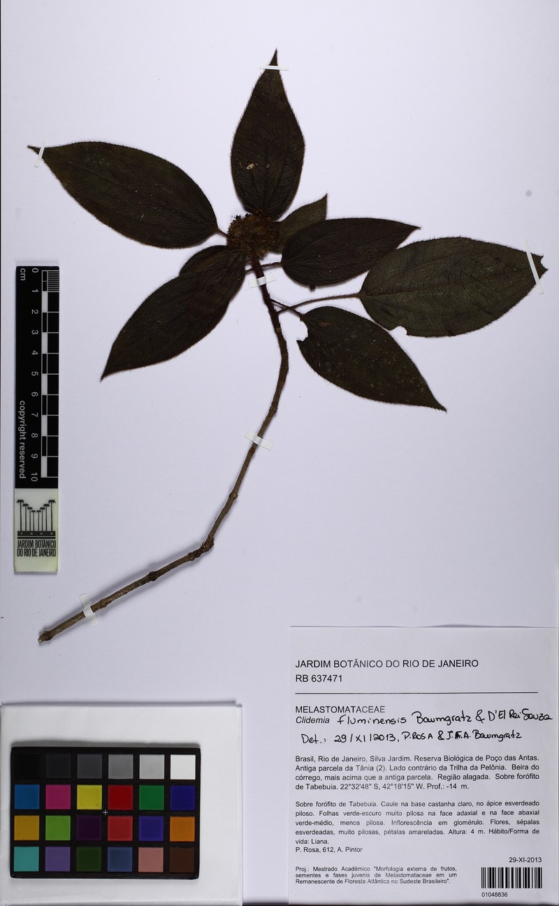 Miconia pleiofluminensis photo 2