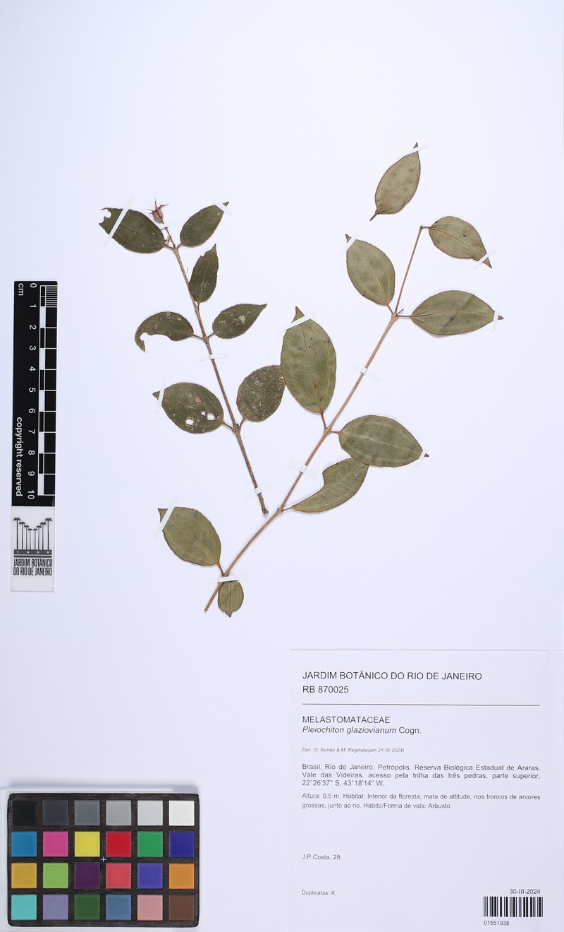 Miconia pleioglazioviana