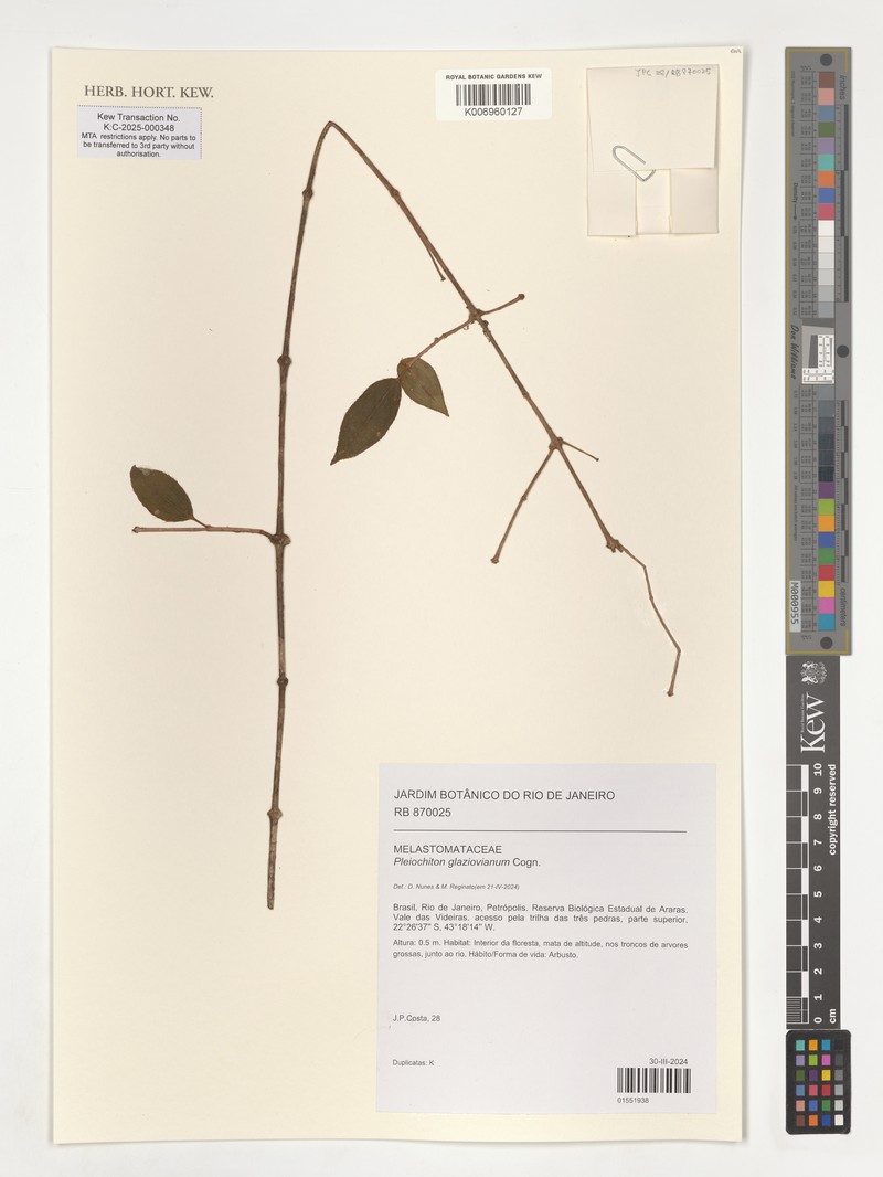 Miconia pleioglazioviana photo 2