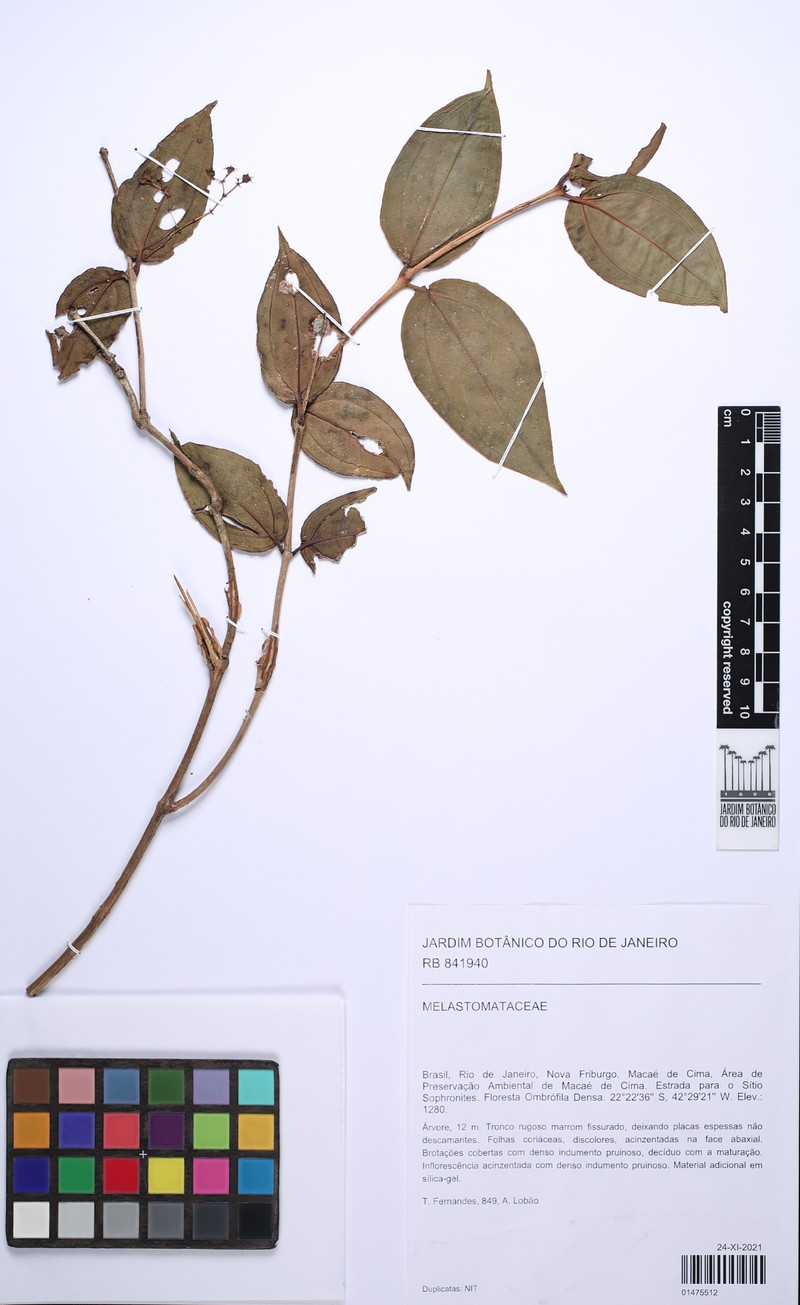 Miconia pleiomicrantha
