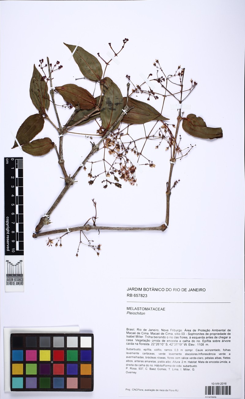 Miconia pleiomicrantha photo 2