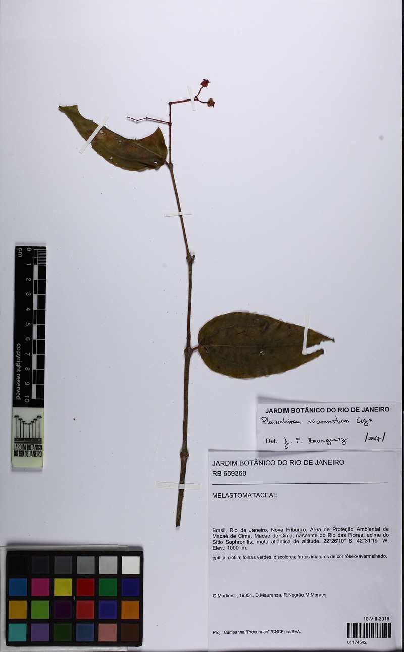 Miconia pleiomicrantha photo 3