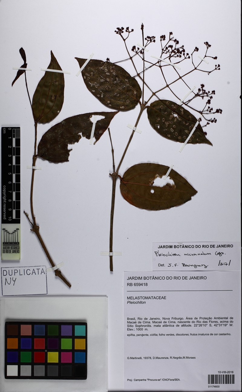 Miconia pleiomicrantha photo 4