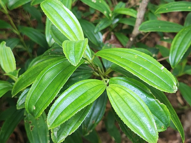 Miconia plicatifolia