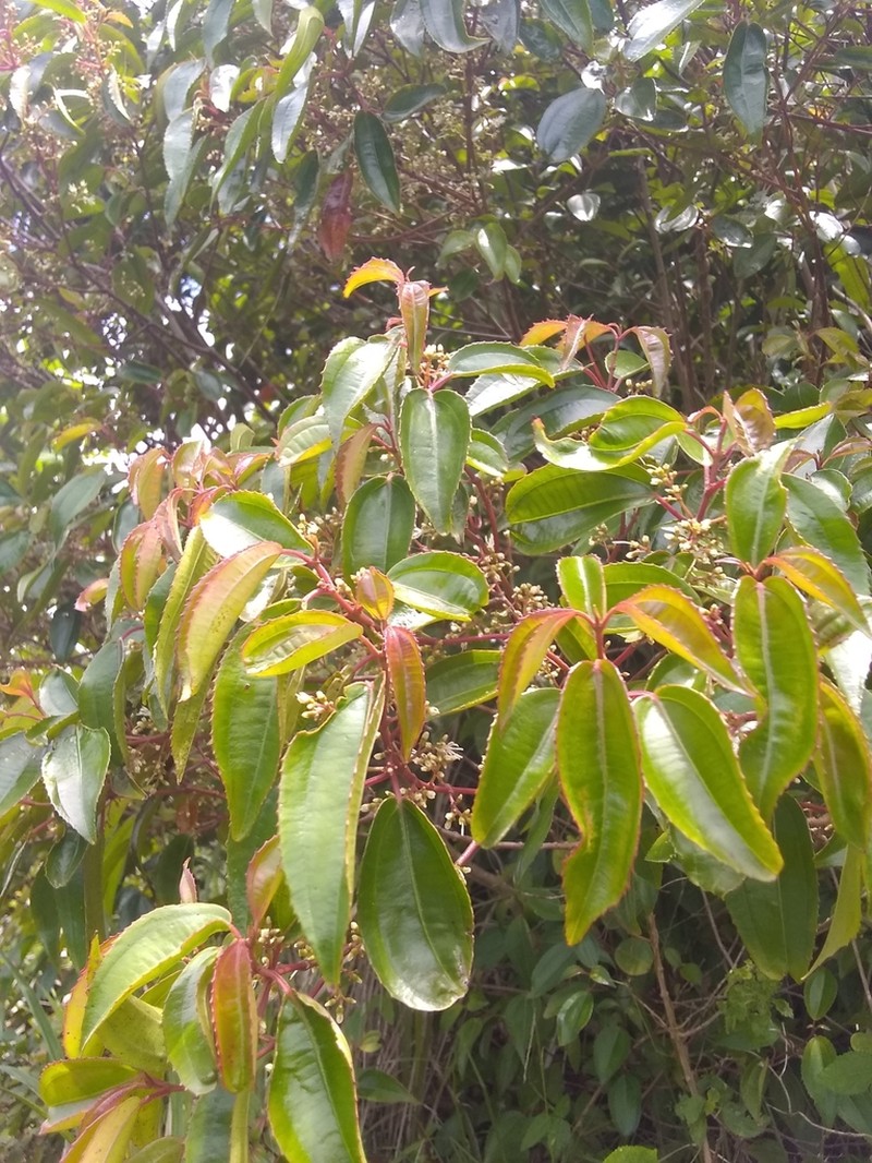 Miconia plicatifolia photo 2