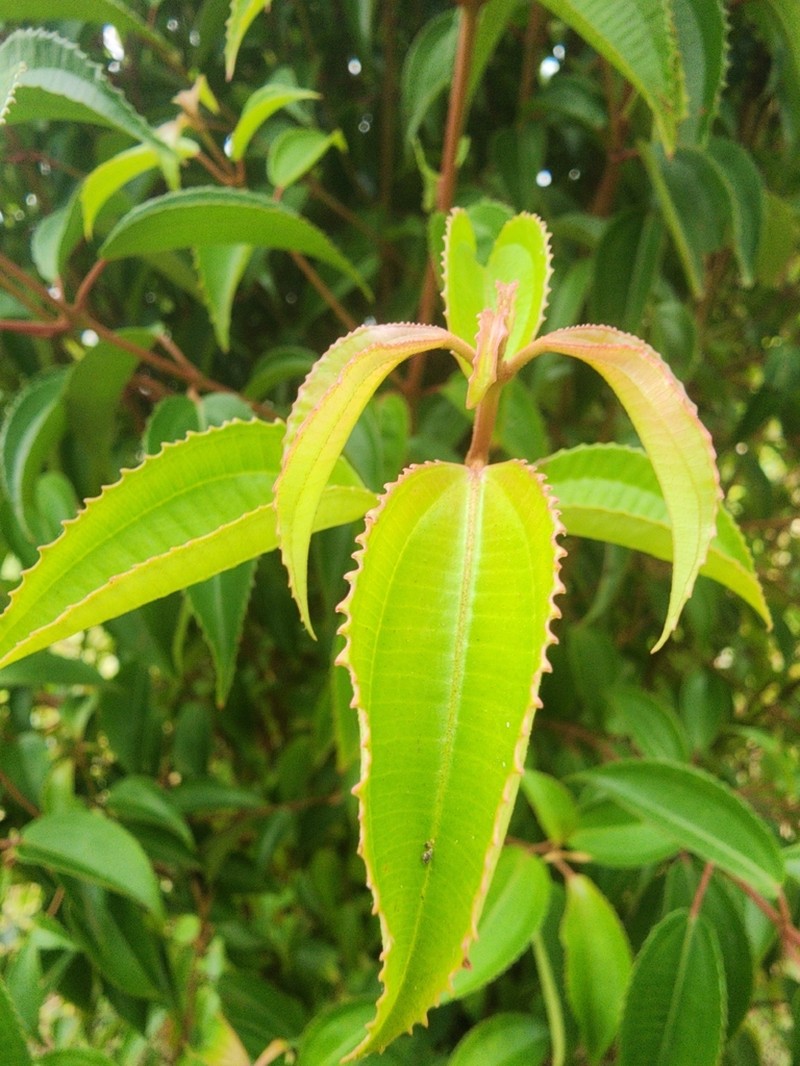 Miconia plicatifolia photo 3