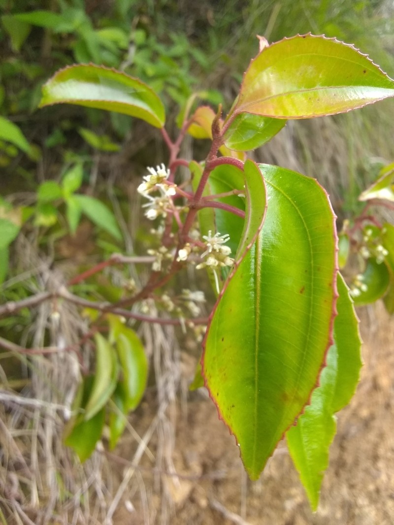 Miconia plicatifolia photo 4
