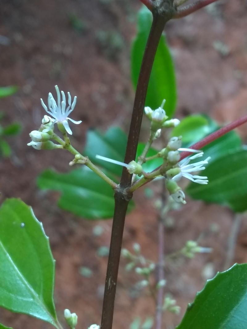Miconia plicatifolia photo 5