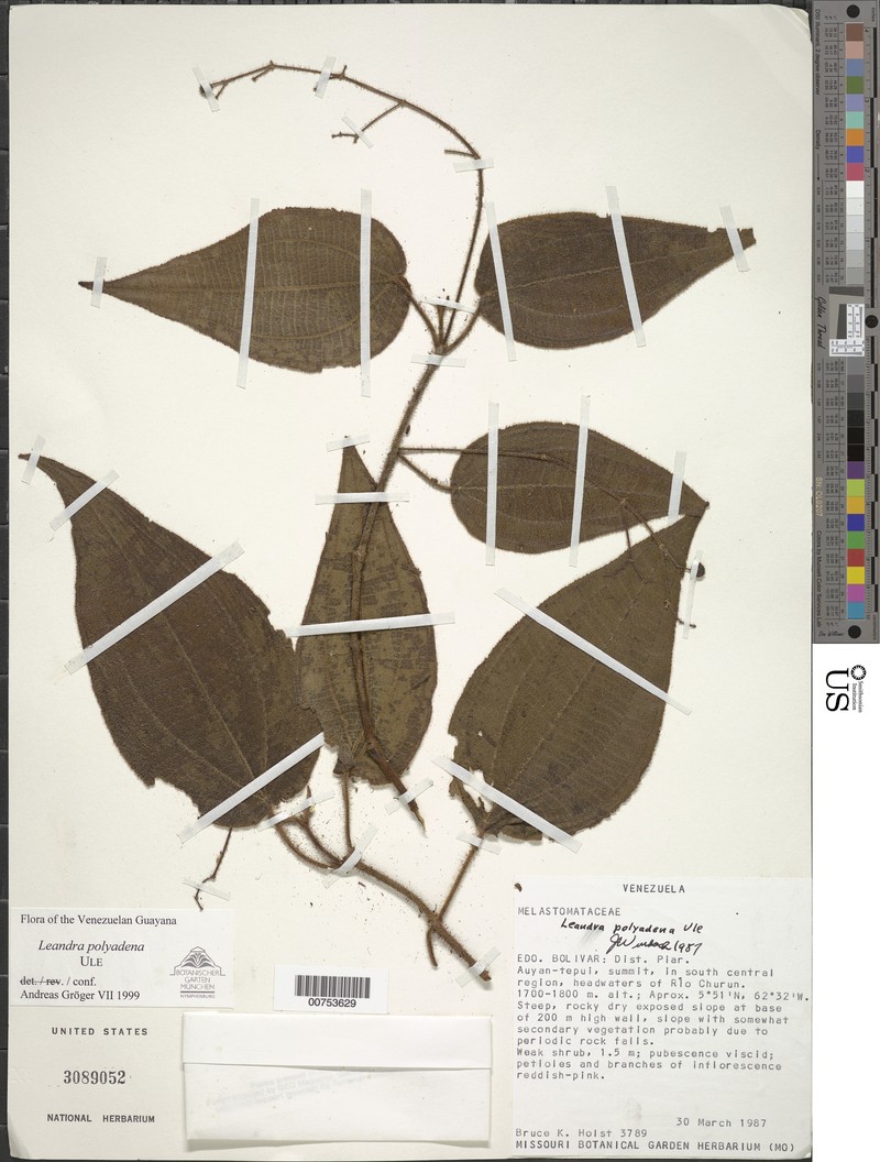 Miconia polyadena