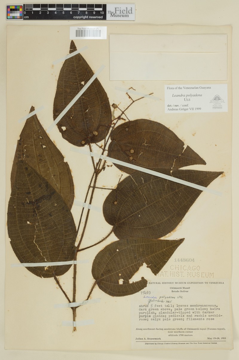 Miconia polyadena photo 2