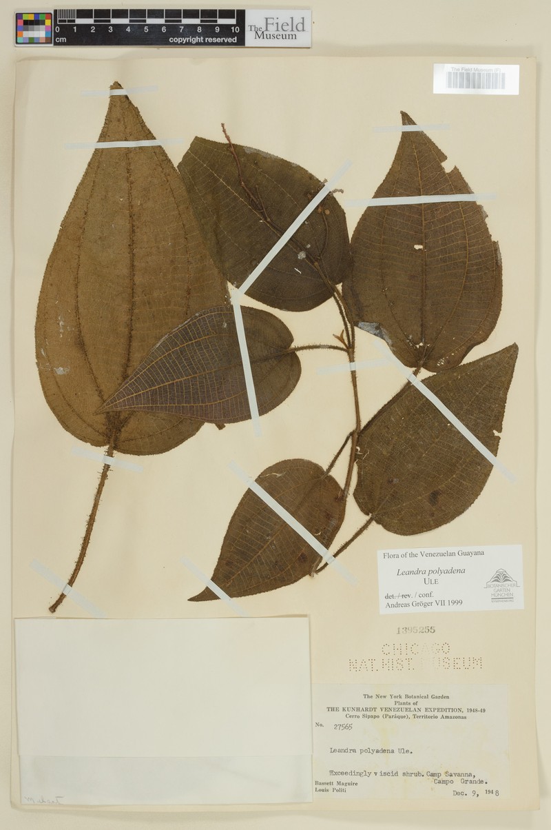 Miconia polyadena photo 3