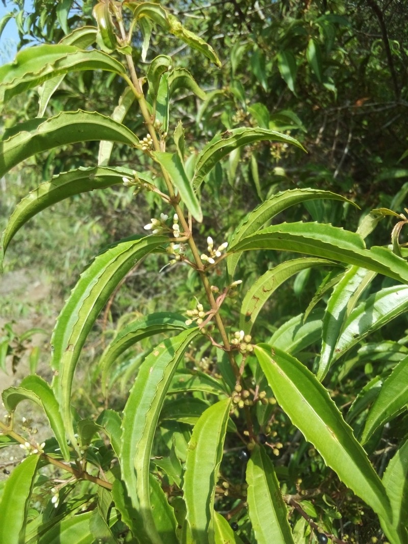 Miconia polyflora