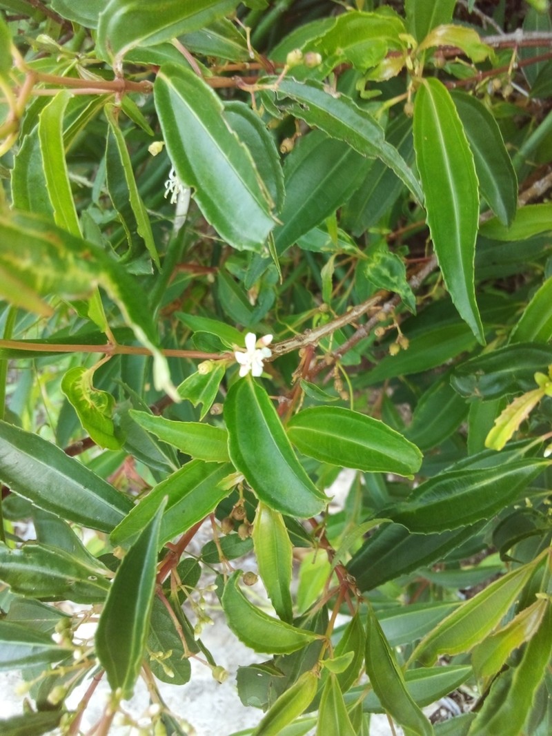 Miconia polyflora photo 2