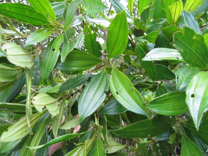 Miconia polyflora photo 3