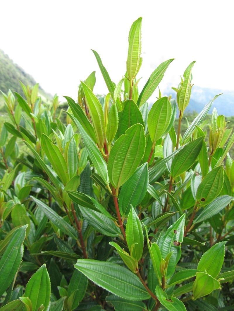 Miconia polyflora photo 4