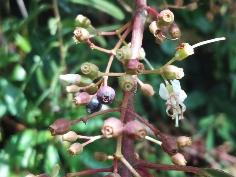 Miconia polyflora photo 5