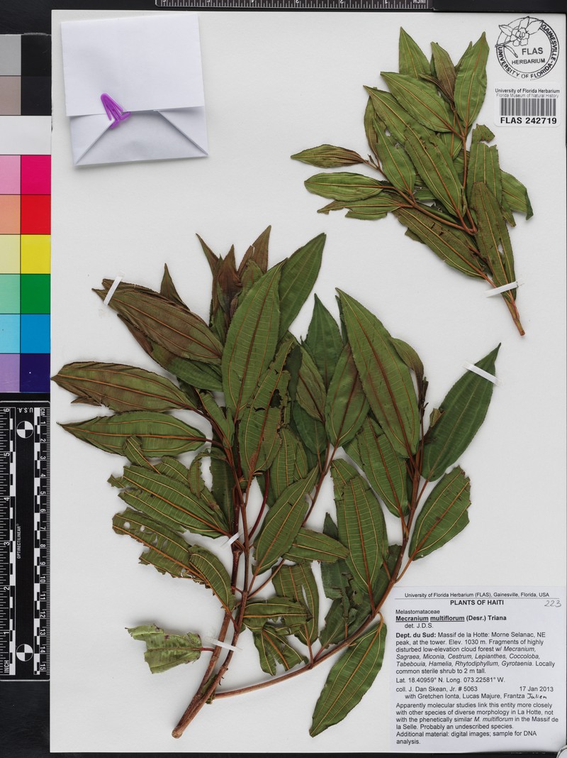 Miconia polyflora photo 6