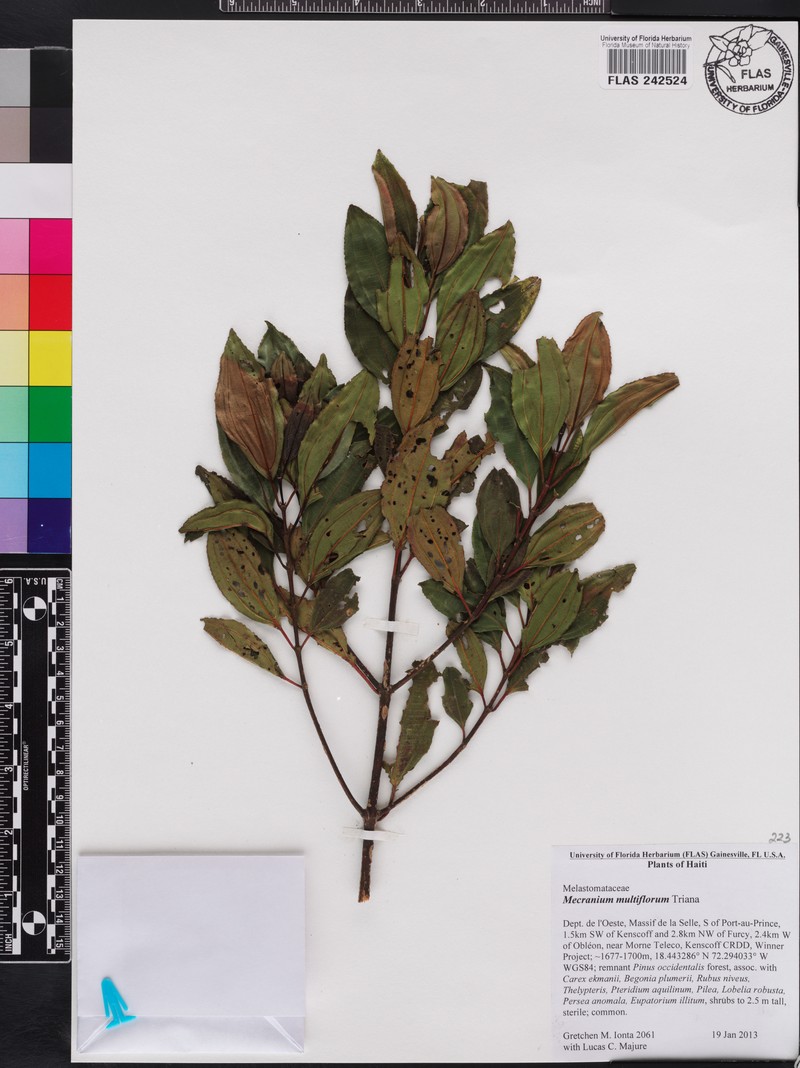 Miconia polyflora photo 7