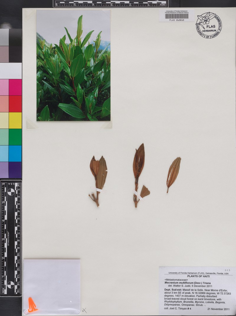 Miconia polyflora photo 8