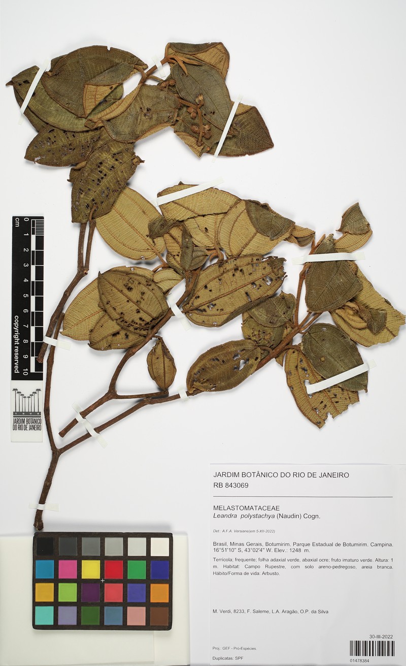 Miconia polystachya
