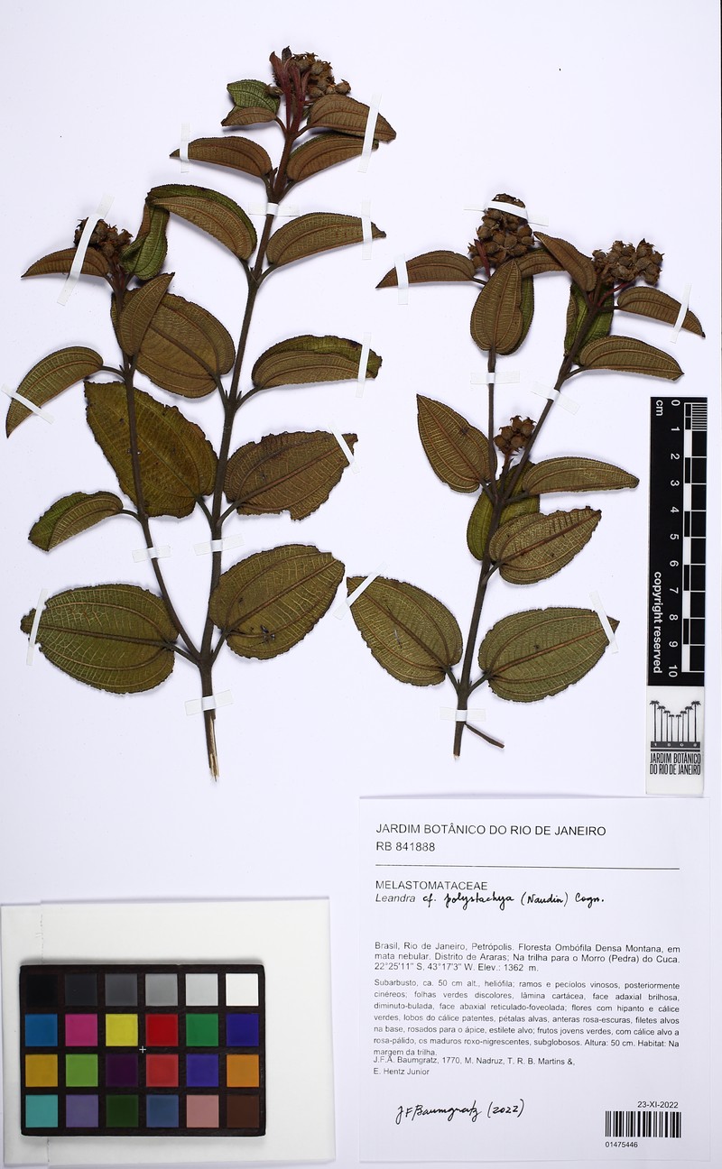 Miconia polystachya photo 2