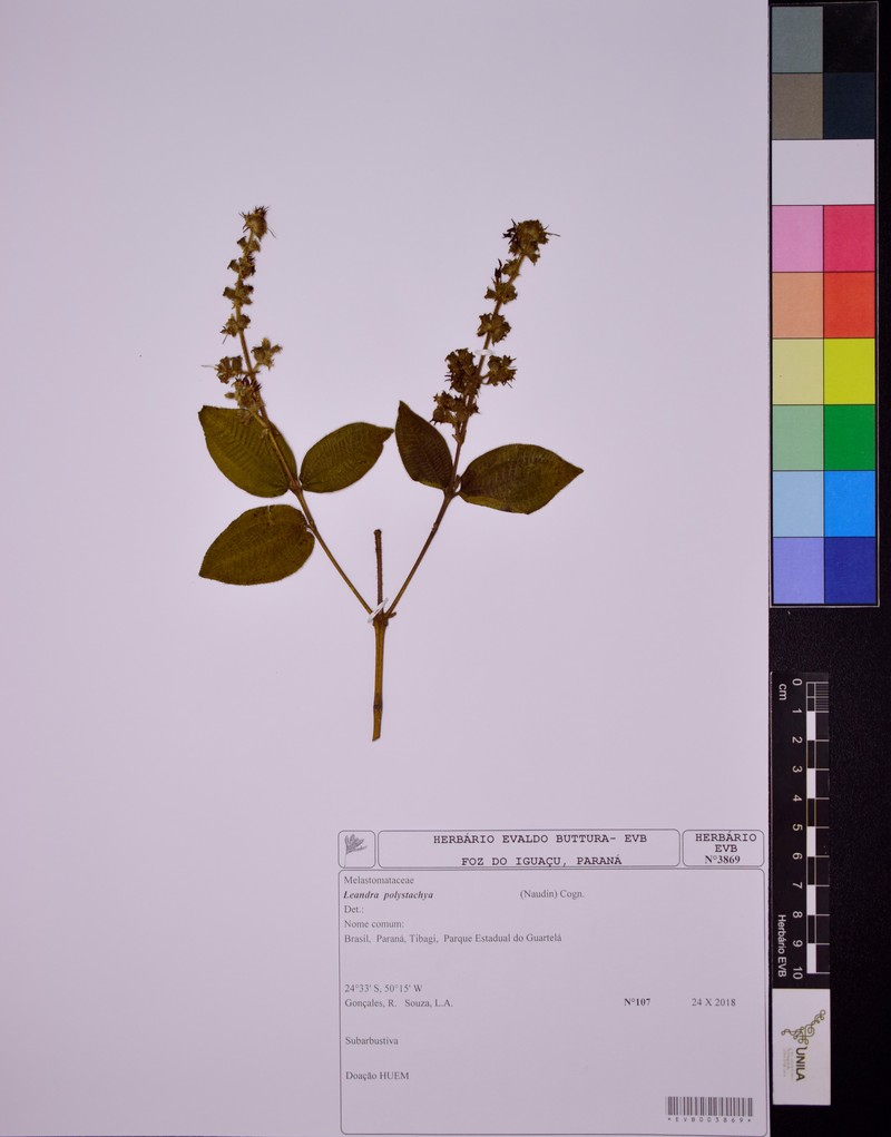 Miconia polystachya photo 3