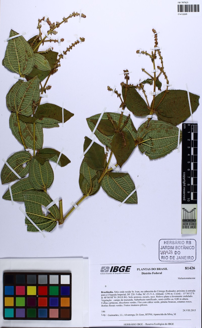 Miconia polystachya photo 4