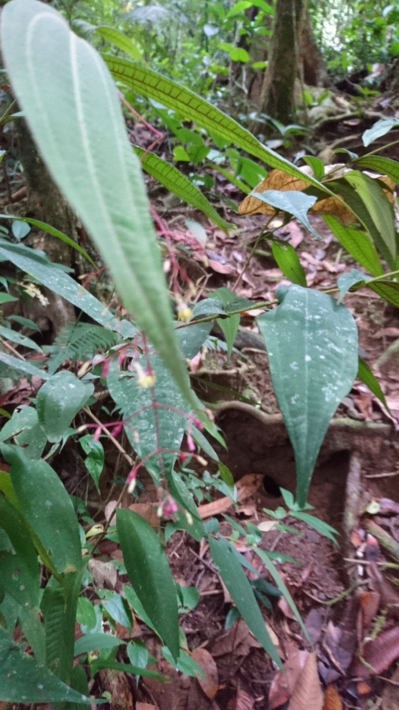 Miconia pseudoalternifolia photo 3
