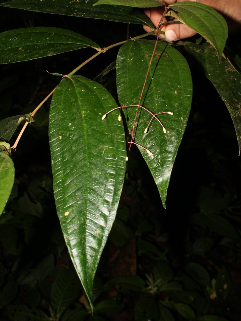 Miconia pseudoalternifolia photo 4