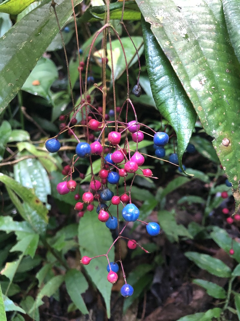 Miconia pseudoalternifolia photo 5