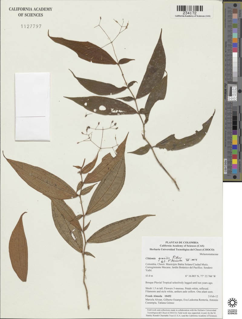 Miconia pseudoalternifolia photo 6